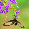 a black butterfly on a flower with light reflect